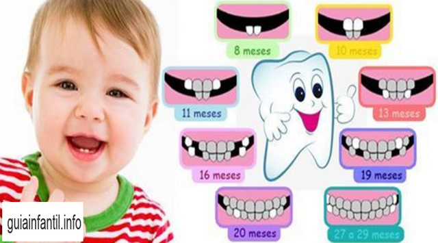 cronologia de la erupcion dental
