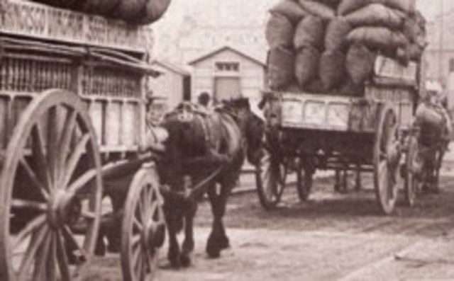 Animales como medio de transporte