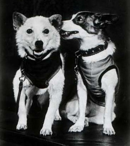 Animales en el espacio