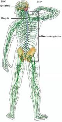 Desarrollo Morfológico del Sistema Nervioso