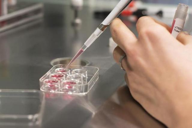 2.012 Células Madres Ováricas