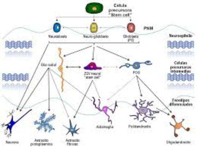 Mecanismos Celulares de la Formación y Maduración del Sistema Nervioso