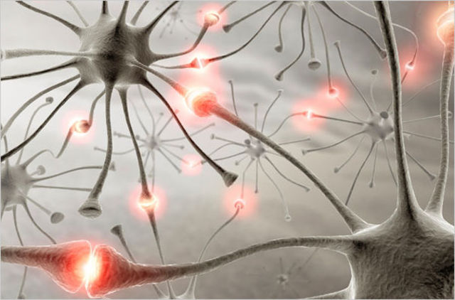 Maduración Neuronal: crecimiento dendrítico y  sinaptogénesis