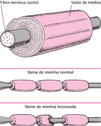 Maduración neuronal: proceso de mielinización
