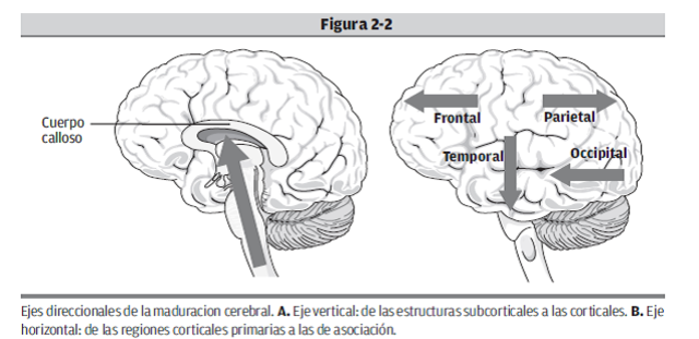 Etapa Postnatal: Proceso de mielinización
