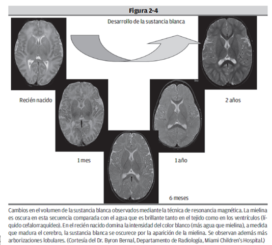 Etapa Postnatal: aumento de volumen de las vías nerviosas y cuerpos neuronales