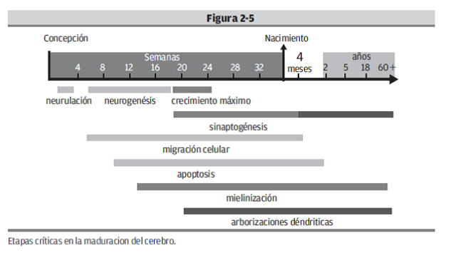 Etapa Postnatal: plasticidad cerebral