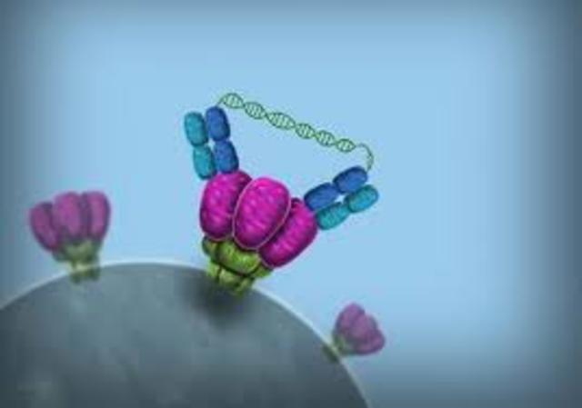 Anticuerpos de Acción Dual