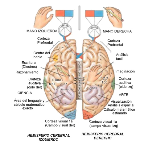 Etapa postnatal: Lenguaje y maduración cerebral
