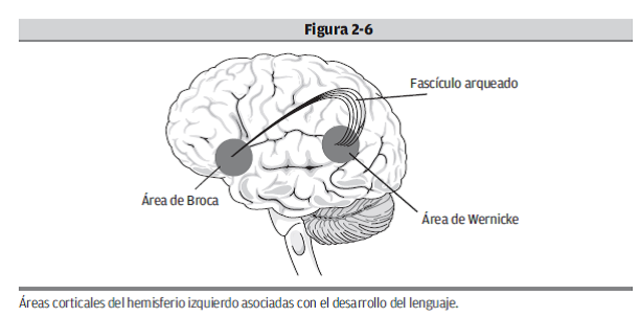 Etapa Postnatal: lenguaje y maduración cerebral: niveles del lenguaje