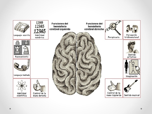 Etapa Postnatal: Memoria y maduración cerebral