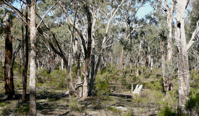 Running from the rebels