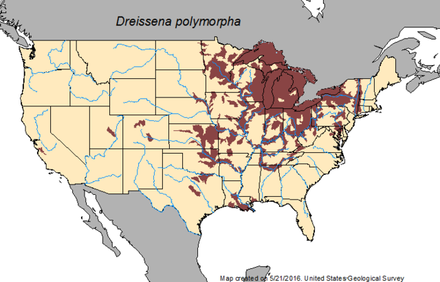 US Invasion Zebra Muscles timeline | Timetoast timelines