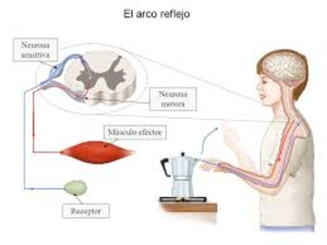 Funcionalismo de Chicago