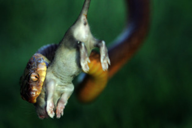 brown tree snakes Landen Hanks