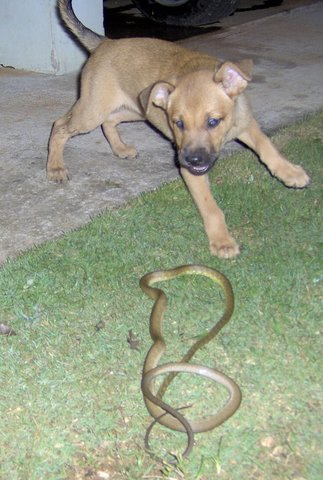 Brown Tree Snakes Landen Hanks