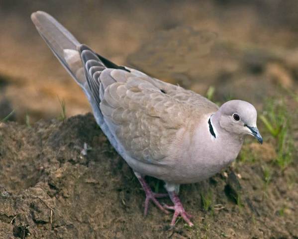 the lacey act of 1900