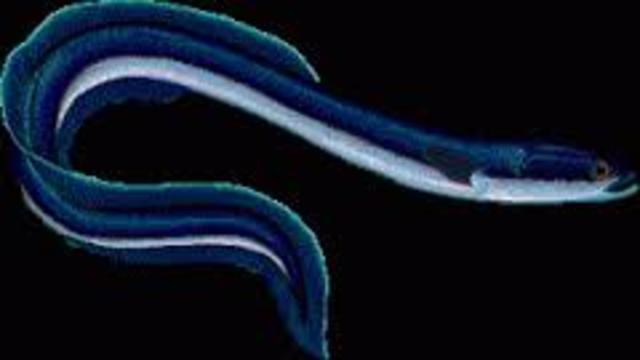 The Lacy Act-Andrew Anderson