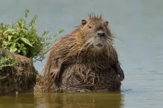 nutria