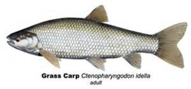Grass Carp - Hillary Simmons