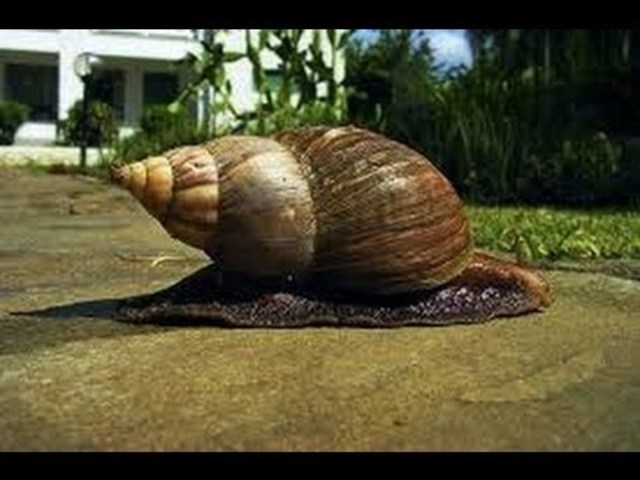 giant African land snail