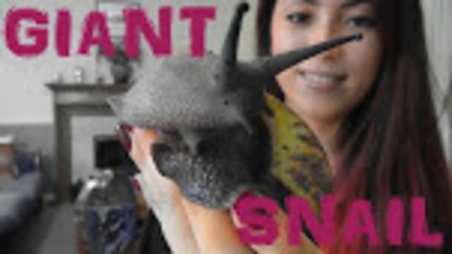 the giant African land snail