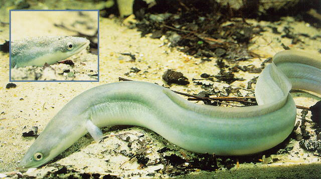 european eels
