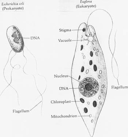 Formation of Prokaryotic cells
