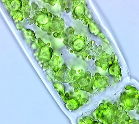 First photosynthetic organisms