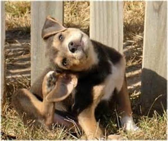 Píldora mensual anti-pulgas