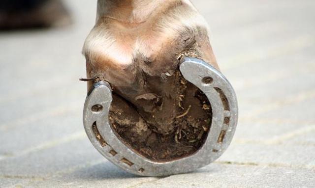 Se usan las Herraduras en los caballos.