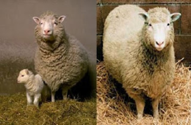 1997 - Dolly, primeiro mamífero clonado