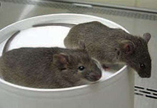 Clonación de ratones