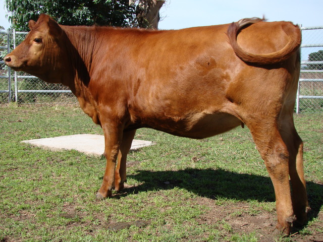 La vaca argentina que da leche humana.