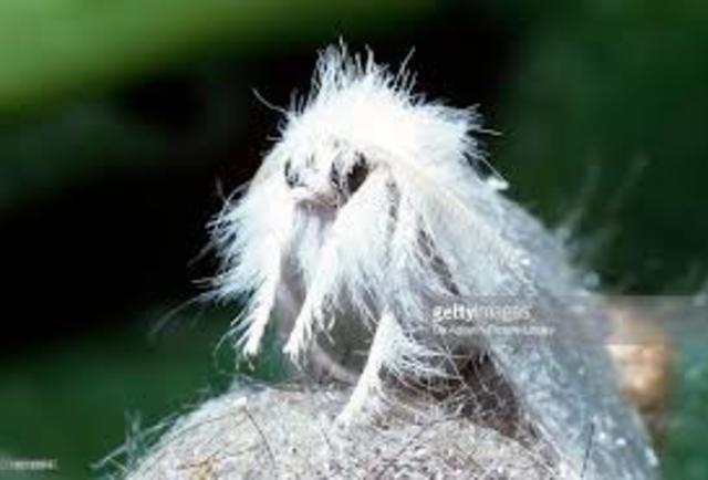 National Environmental Policy Act28