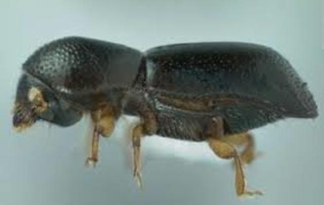 the events and dates