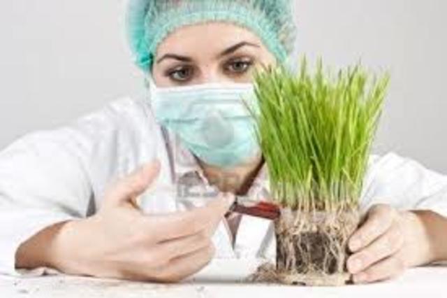 La precisa edición genética de las plantas