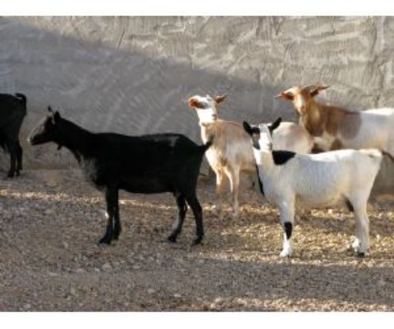El primer medicamento obtenido de la leche de cabras transgénicas