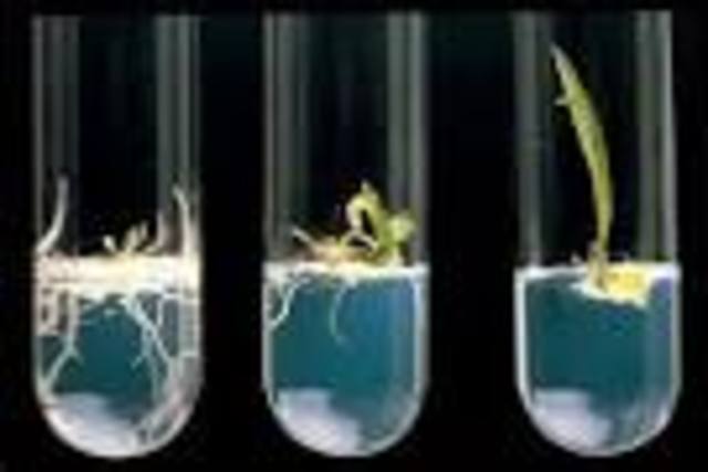 Técnicas de ingeniería genética más precisas