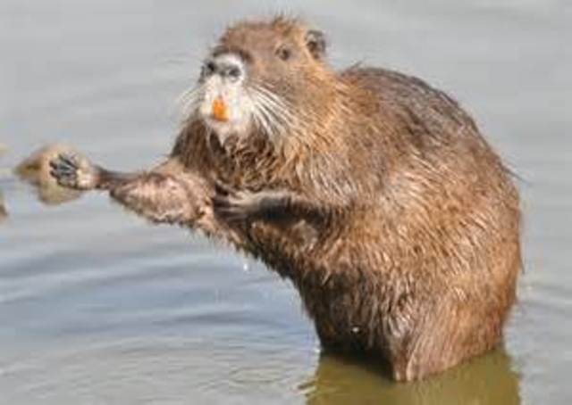 Nutria