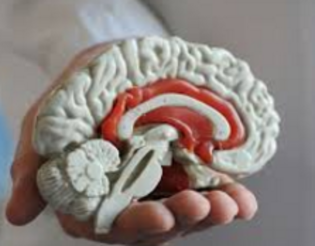 Un atlas del cerebro