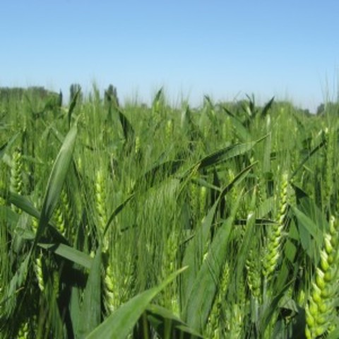 La Revolución Verde 2.0