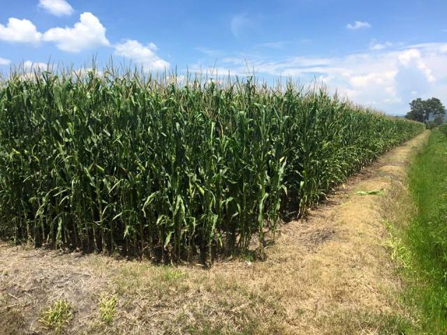 LEY DE TIERRAS LIBRES