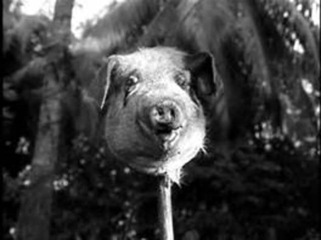 Simon Encounters Pig Head on Mountain