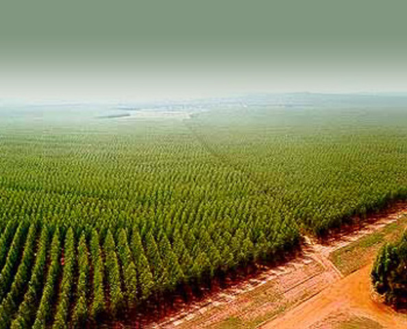 La Revolución Verde 2.0