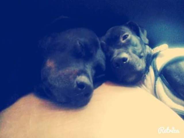 Nuevo animal perro jajajaja