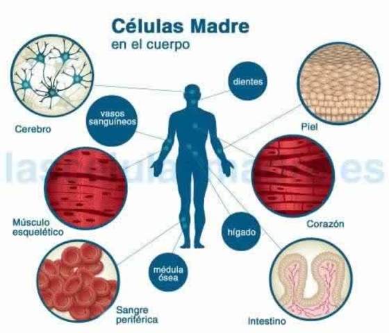 Celulas Madres:Generadoras de vida