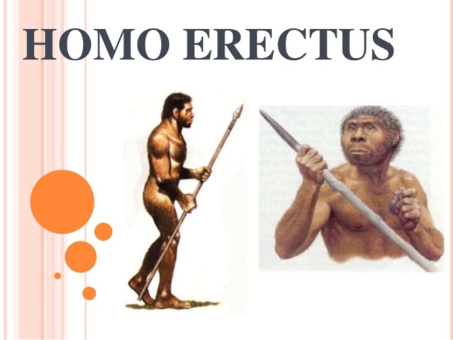 Homo erectus