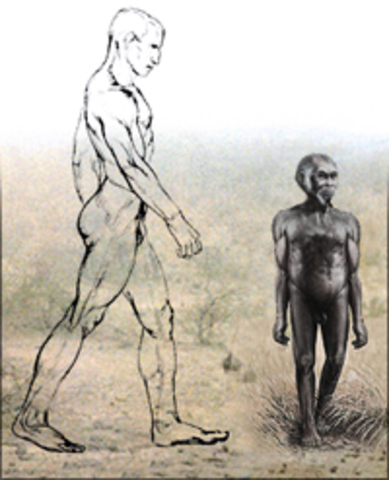 Homo floresiensis (Hobbit)