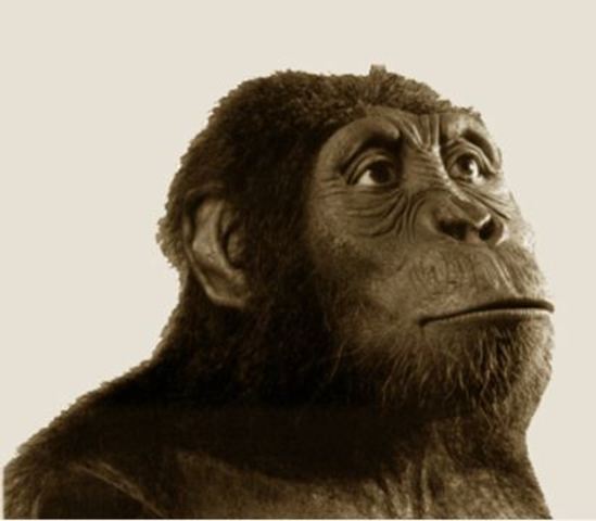 autralopithecus anamensis 1